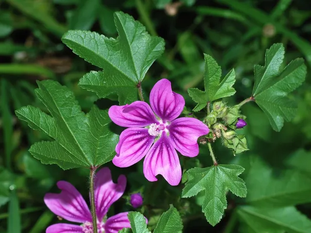 The Natural World Malva sylvestris kaasjeskruid P9 eetbaar