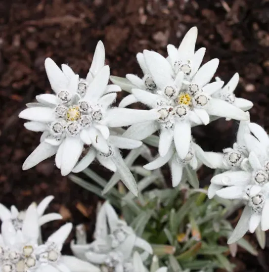The Natural World Leontopodium alpinum edelweiss bergplant wit
