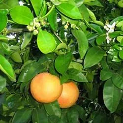 The Natural World Citrus paradisii grapefruitboom eetbaar