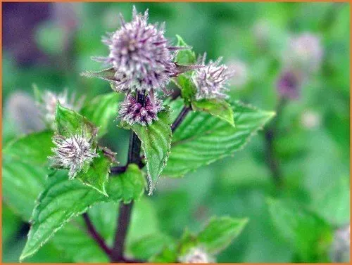 The Natural World Mentha Buettjebuell munt zaden eetbaar