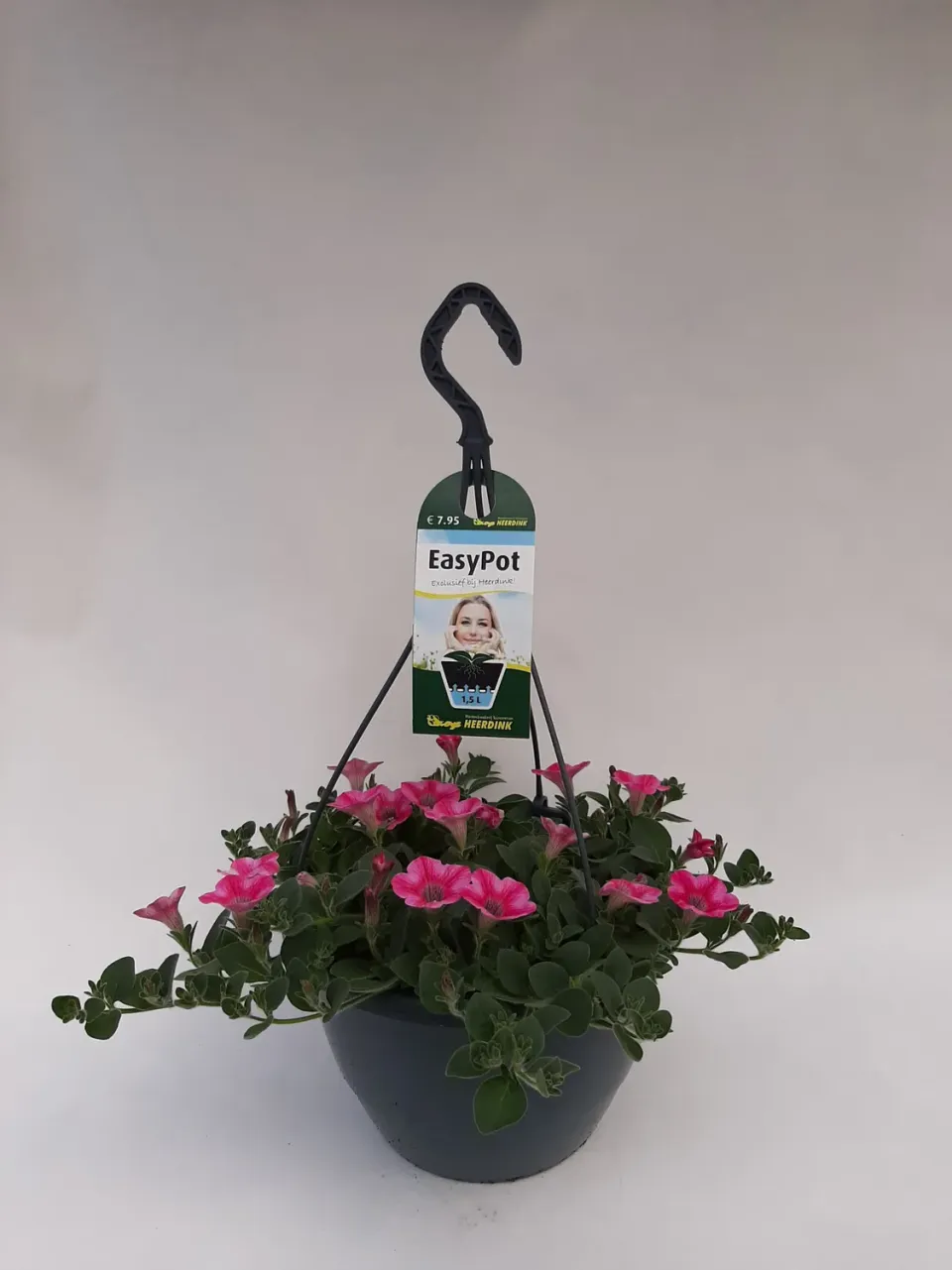 Tuincentrum Heerdink Dekko Rose Star hangpetunia roze