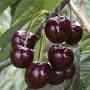 Tuincentrum Heerdink Prunus Varikse Zwarte kersenboom zoet