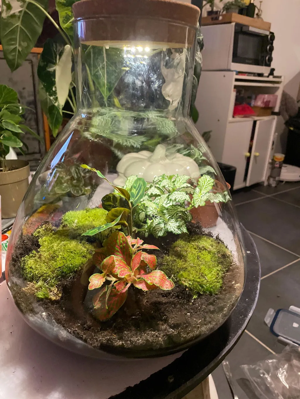 Urbanjungl Sam XL Red planten terrarium met licht