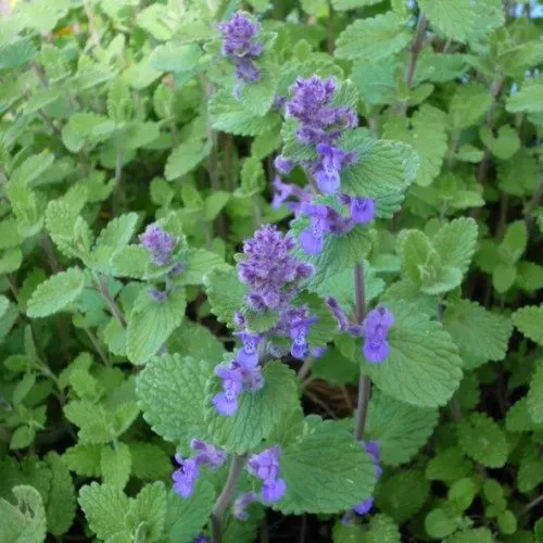 The Natural World Nepeta mussinii kattenkruid theeplant