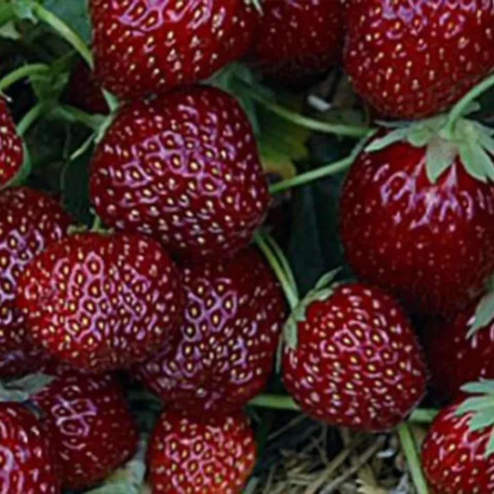 The Natural World Cherryberry aardbeiplant zoet vruchtdragend