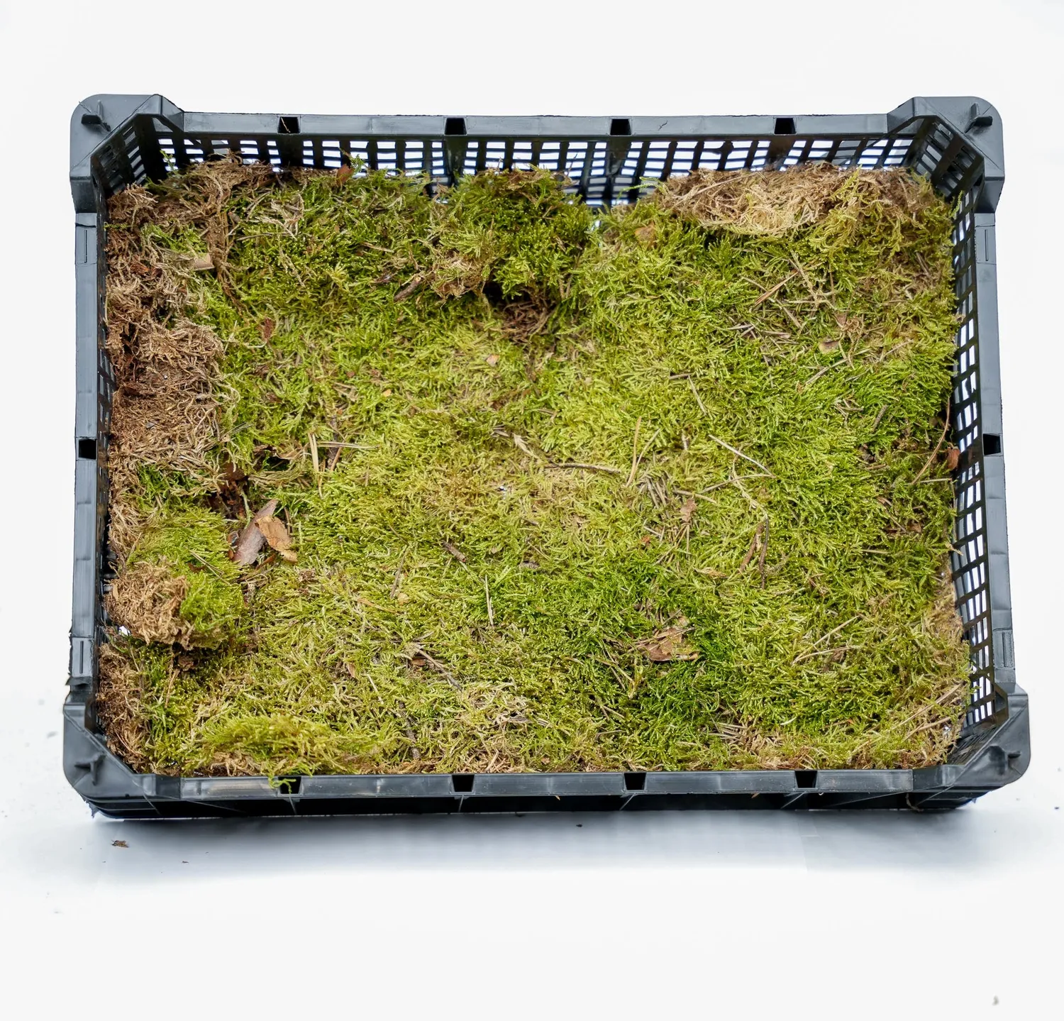 Urbanjungl platmos gedroogd groen 30x20cm 1 doos