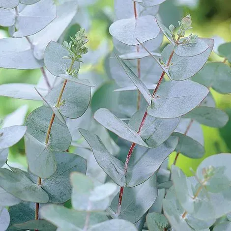 The Natural World Eucalyptus gunnii plant winterhard blauw