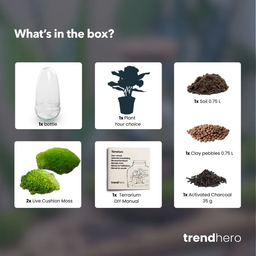 Urbanjungl Egg Coffea terrarium DIY kit Ø 12 cm