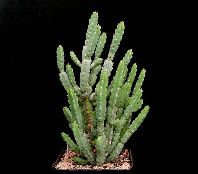 The Natural World Euphorbia debilispina vetplant stek stekelig