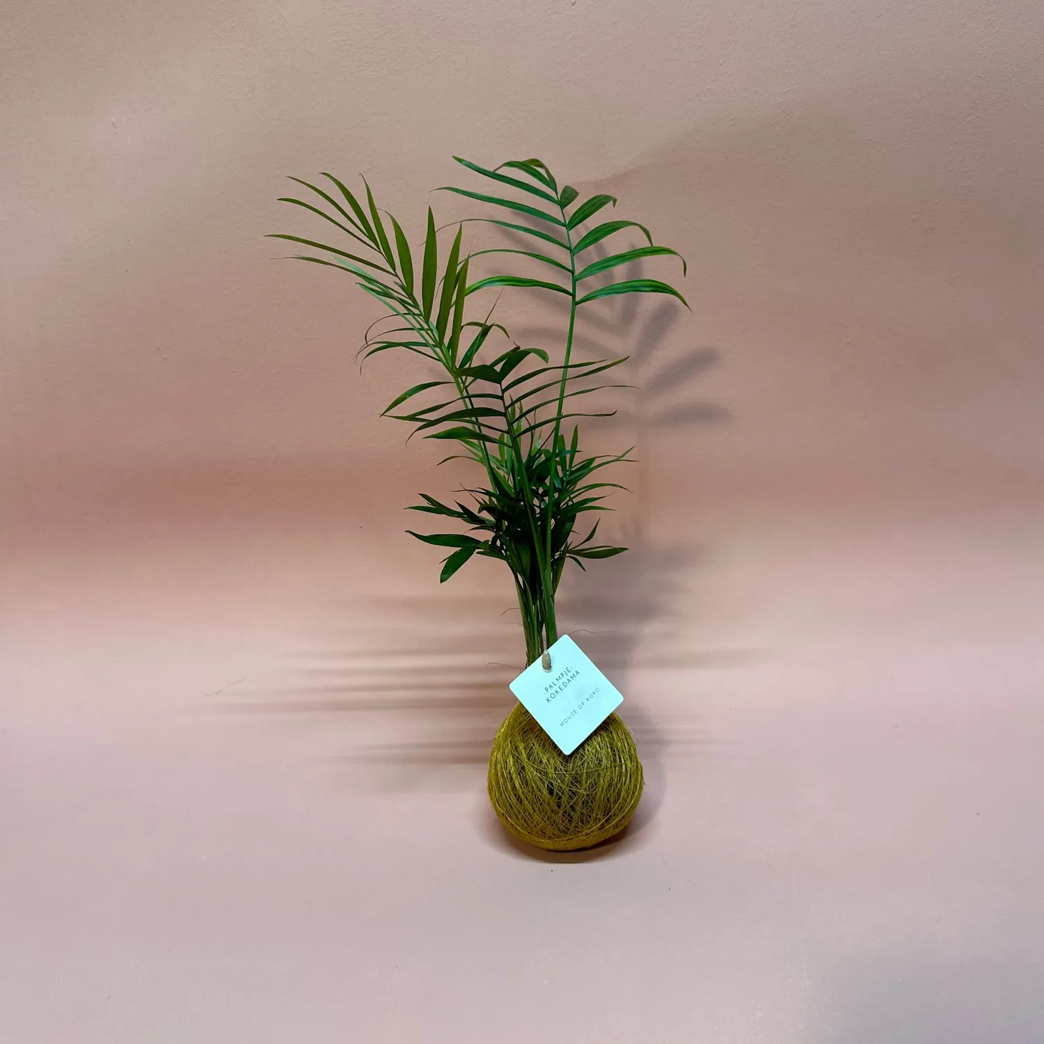 House of Koko Palmpje Kokedama zonder schaaltje luchtzuiverend