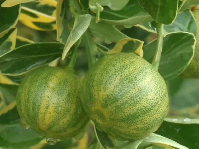 The Natural World Citrus Peters calamondinplant eetbaar