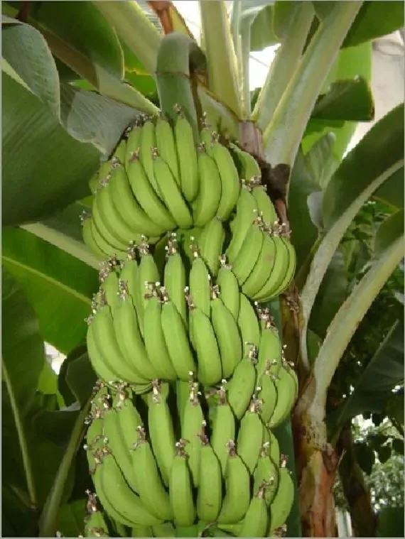 The Natural World Musa Gros Michel bananenplant groot