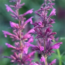The Natural World Agastache mexicana Sangria plant eetbaar