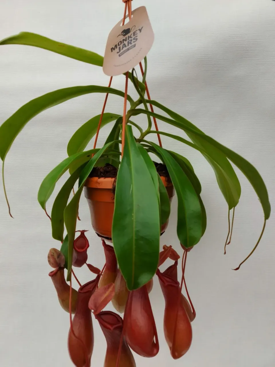 Tuincentrum Heerdink Nepenthes Alata Bekerplant Vleesetend