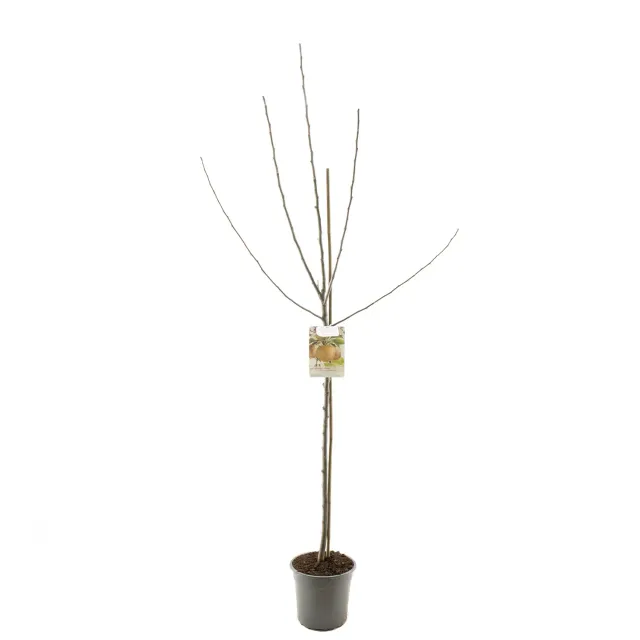 Tuincentrum Heerdink Malus Boskoop appelboom dessertappel