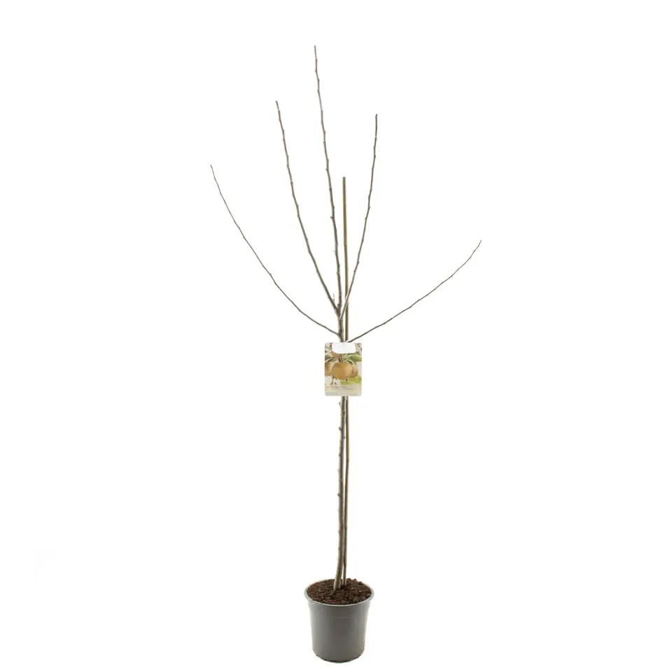 Tuincentrum Heerdink Malus Boskoop appelboom dessertappel