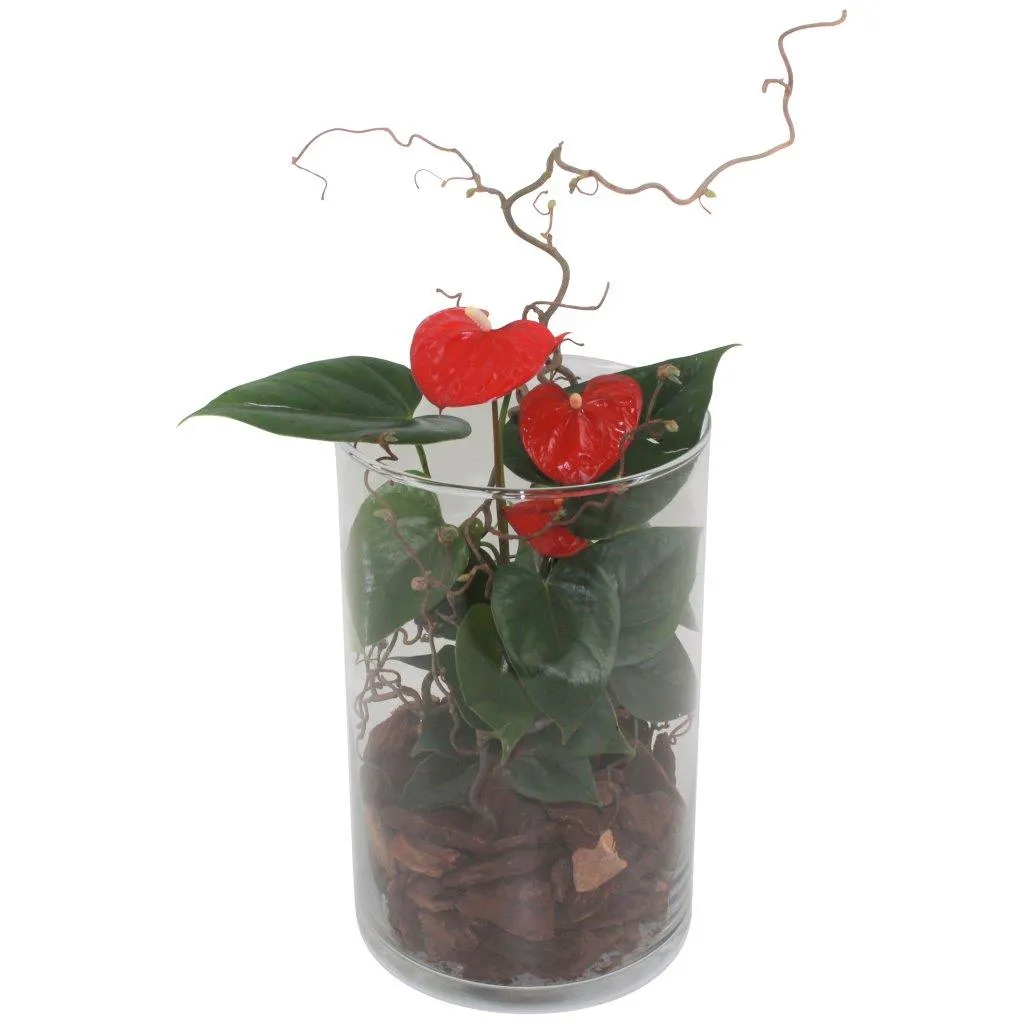 XL-Bloom YoungPlants XL.17 Easy Red jonge plant eetbaar