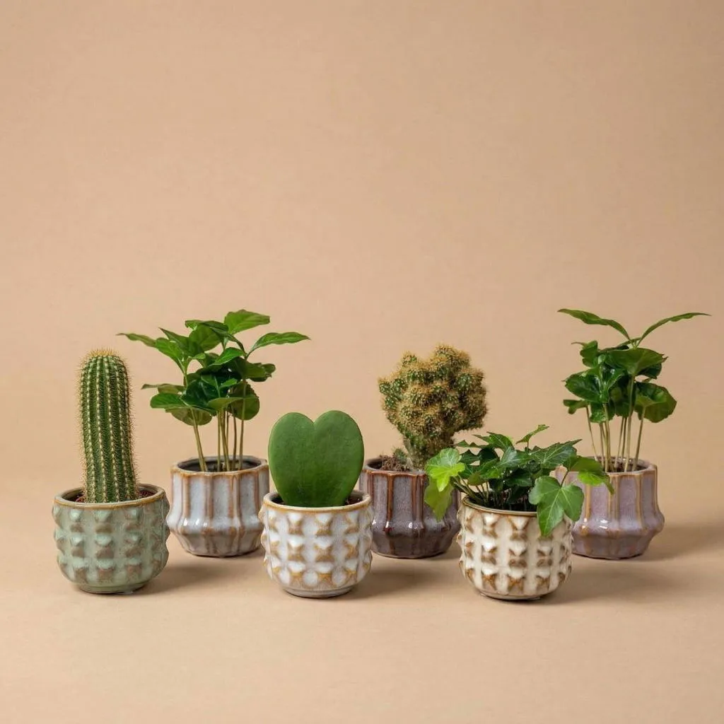 Urbanjungl San Juan cactus mix 6 planten met pot Ø 6 cm