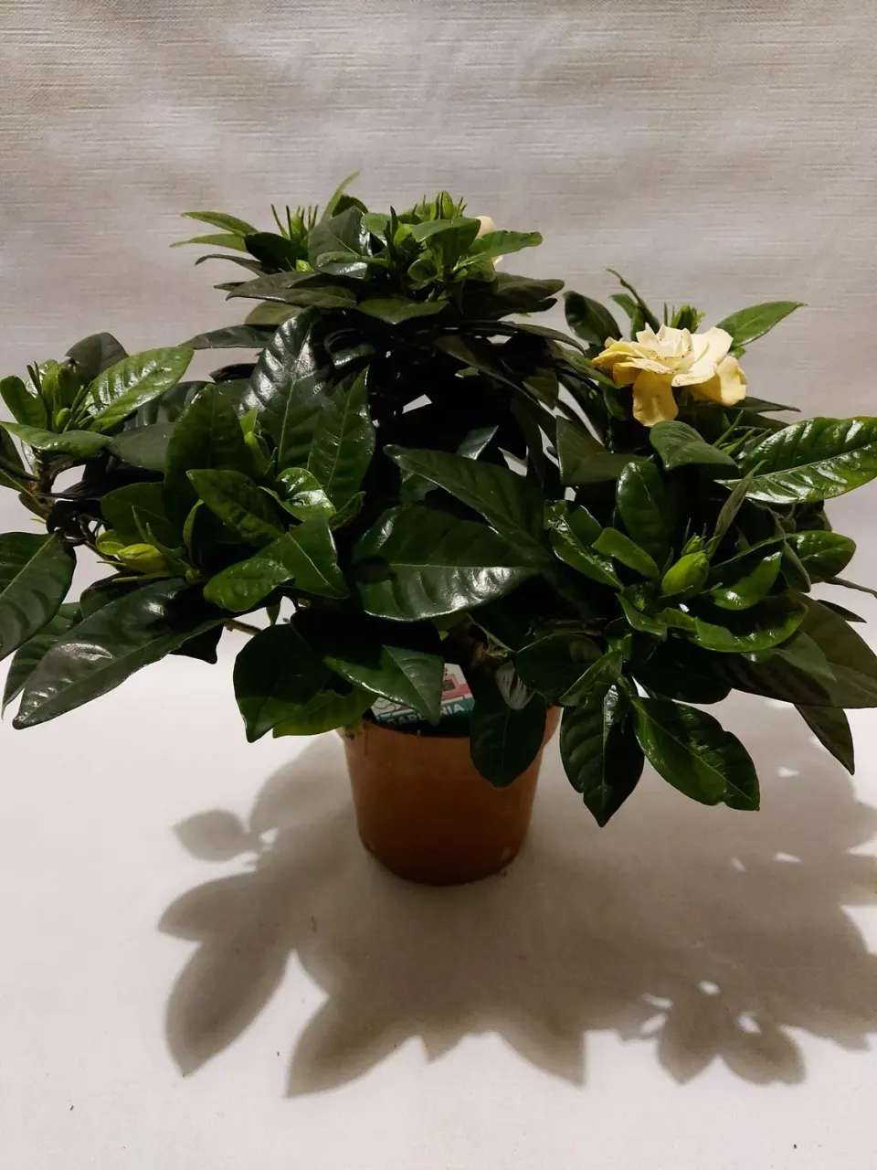Tuincentrum Heerdink Gardenia Jasminoides Geurende Kamerplant