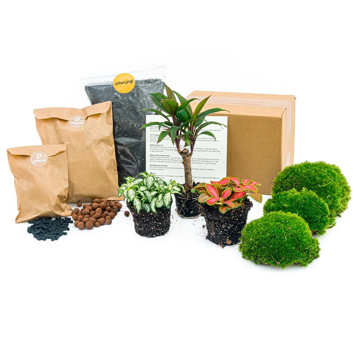Urbanjungl Palm terrarium startpakket 3 planten L/XL