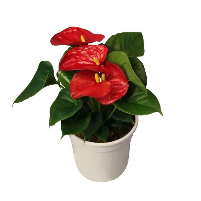 XL-Bloom YoungPlants XL.16 aardbeiplant Chelsey Red zoet