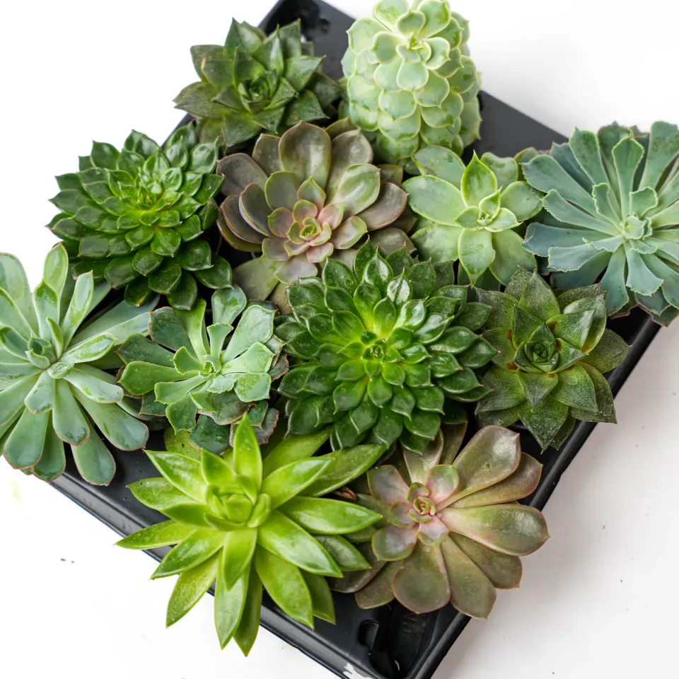 Urbanjungl Succulentenmix vetplantjes 24 stuks pot 6 cm onderhoudsarm