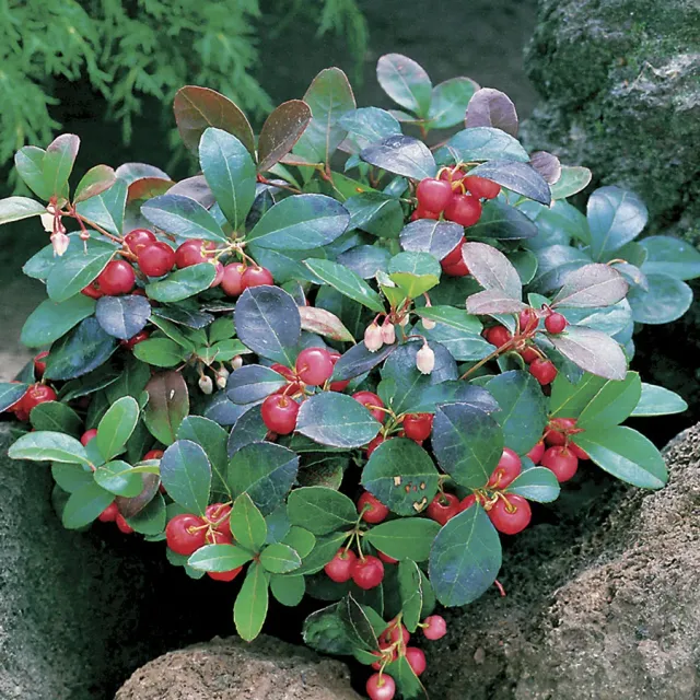 The Natural World Gaultheria procumbens bergthee P9
