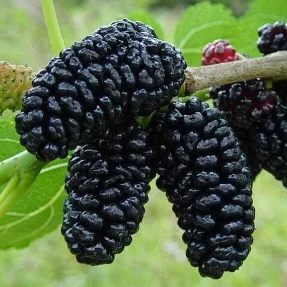 The Natural World Morus nigra moerbei boom eetbaar