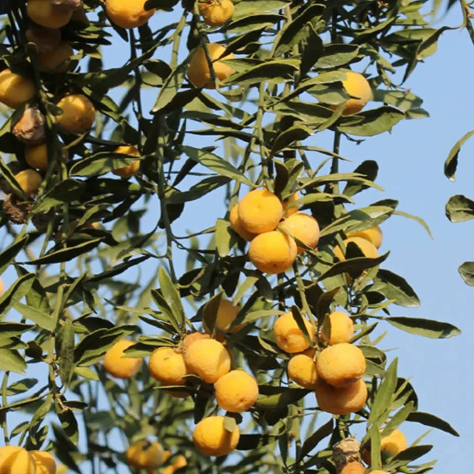 The Natural World Citrus sinensis x glauca citrusplant eetbaar