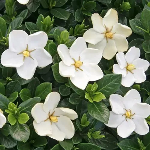 The Natural World Gardenia Kleim's Hardy plant geurend