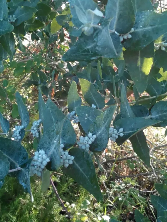 The Natural World Eucalyptus Crenulata plant P11 geurend