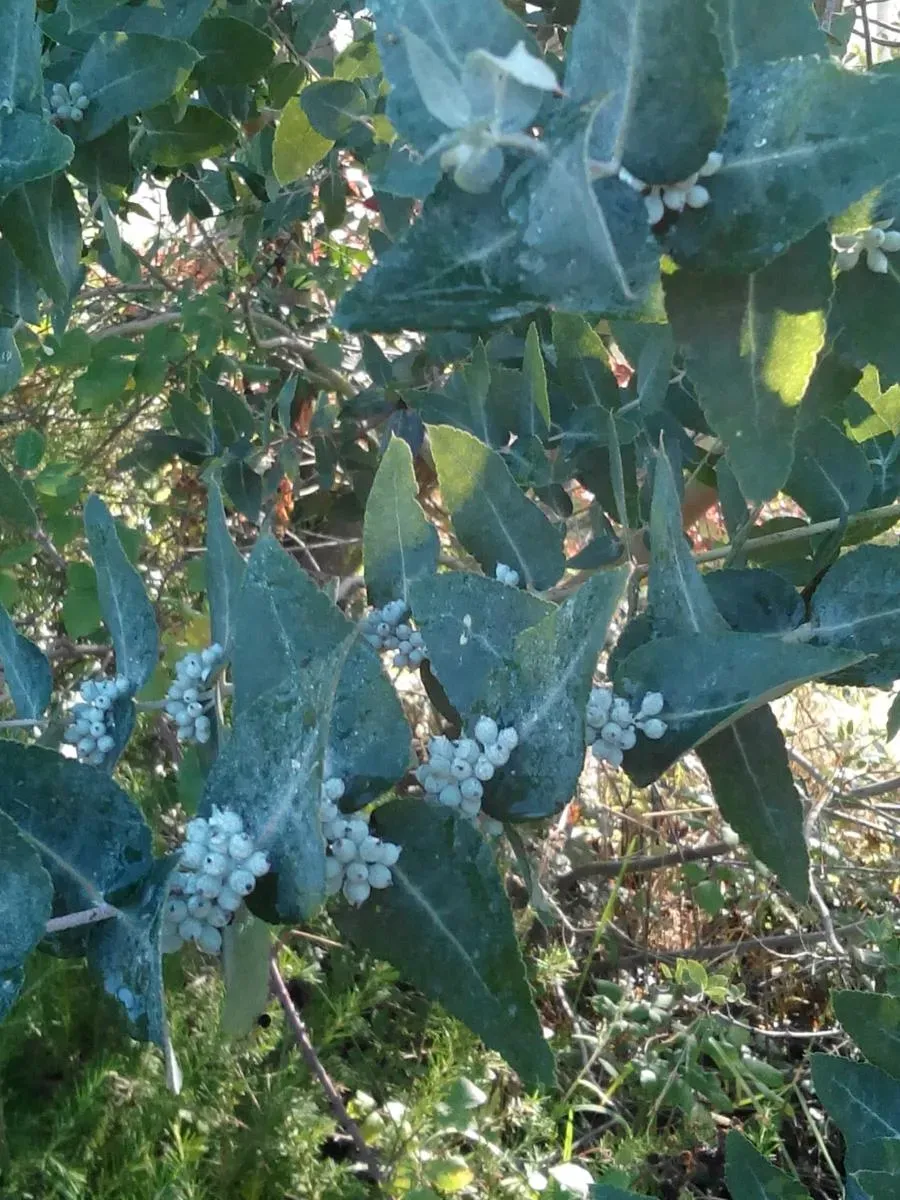 The Natural World Eucalyptus Crenulata plant P11 geurend