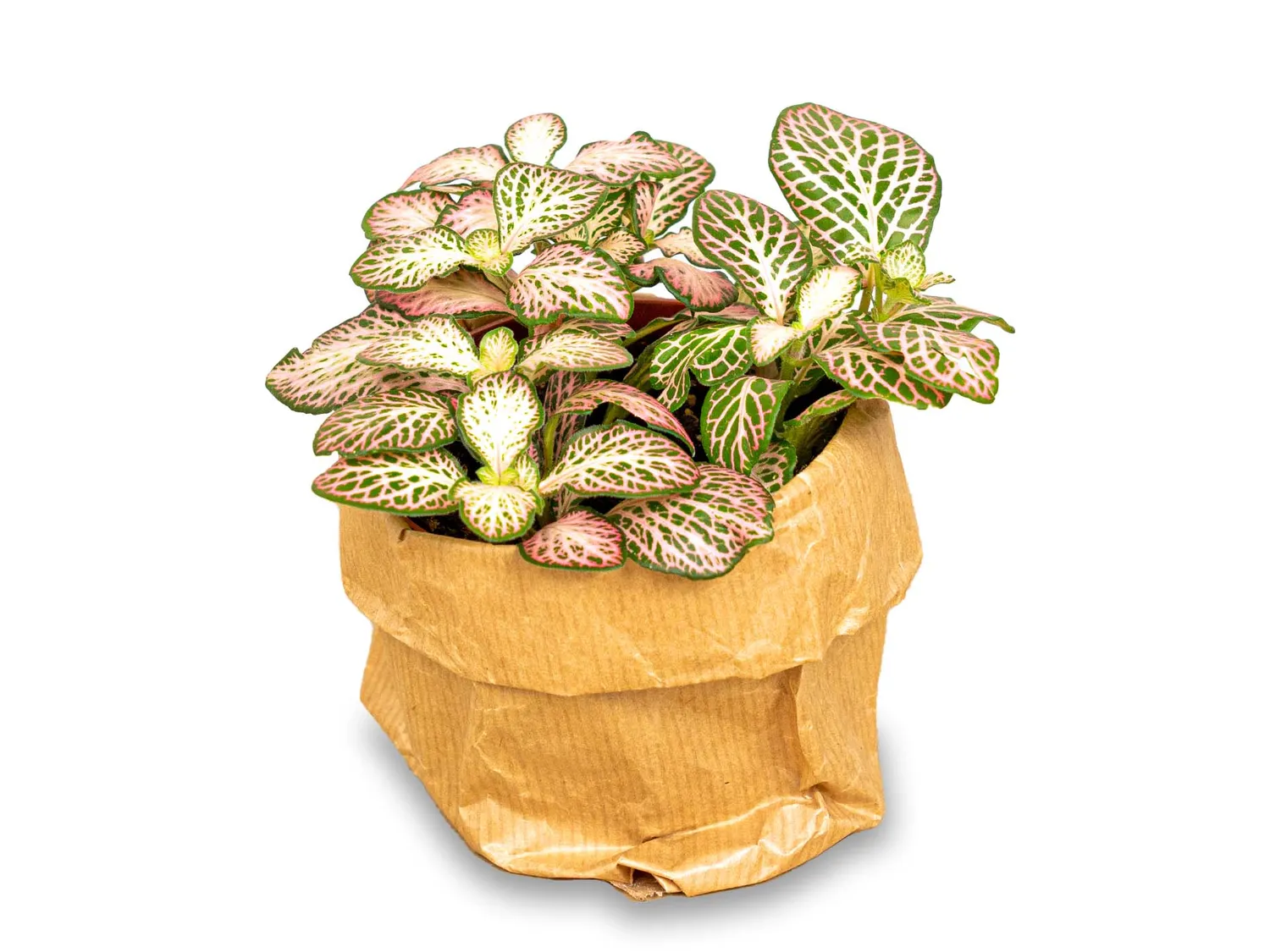 Urbanjungl Fittonia Pink Tiger mozaiekplant 10 cm roze