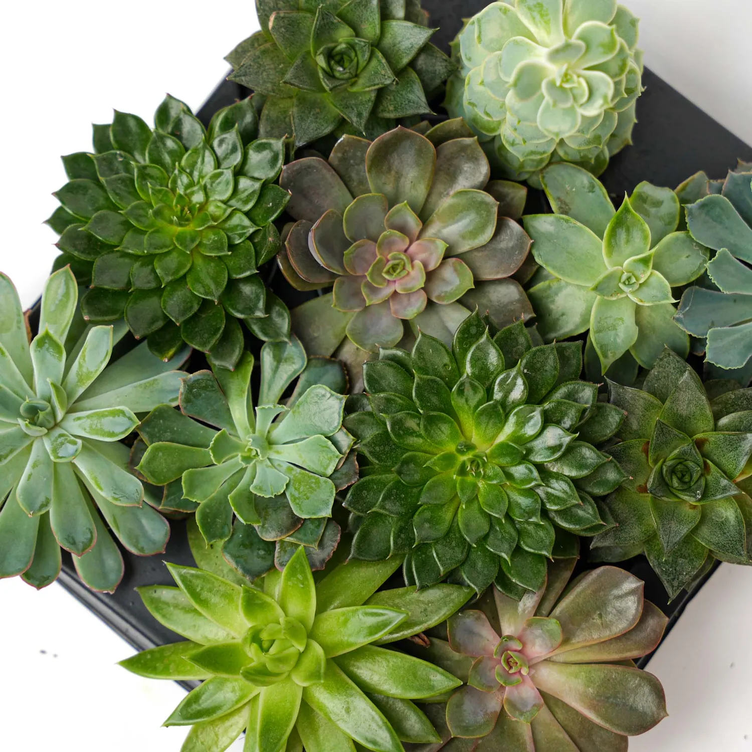 Urbanjungl Succulentenmix vetplantjes 24 stuks pot 6 cm onderhoudsarm