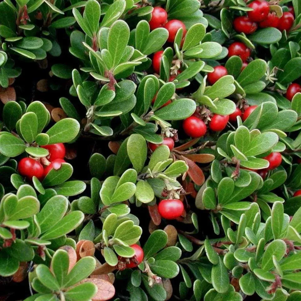 The Natural World Arctostaphylos uva-ursi plant berendruif eetbaar