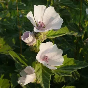 The Natural World Althaea Officinalis heemstplant P9