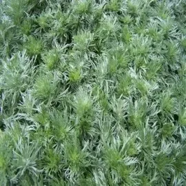 The Natural World Artemisia absinthum kruid P9 bitter
