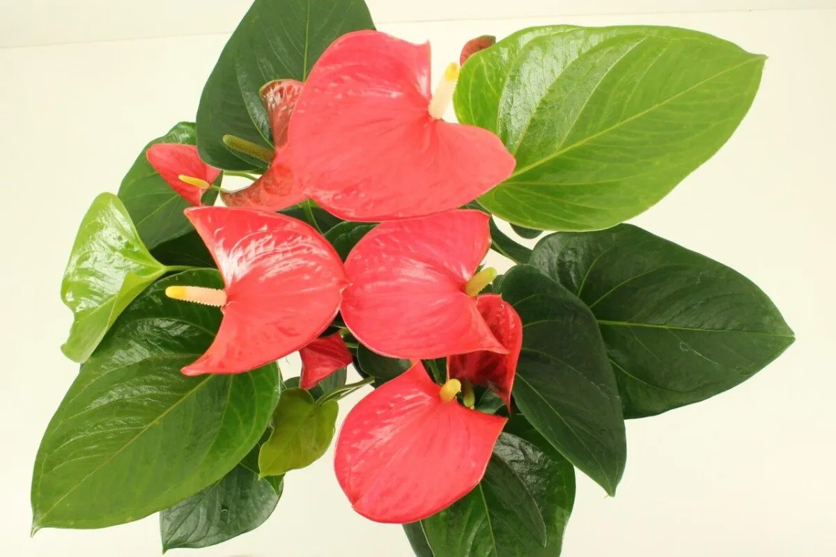 XL-Bloom YoungPlants XL.53 Easy Bryan plant geurende bloem