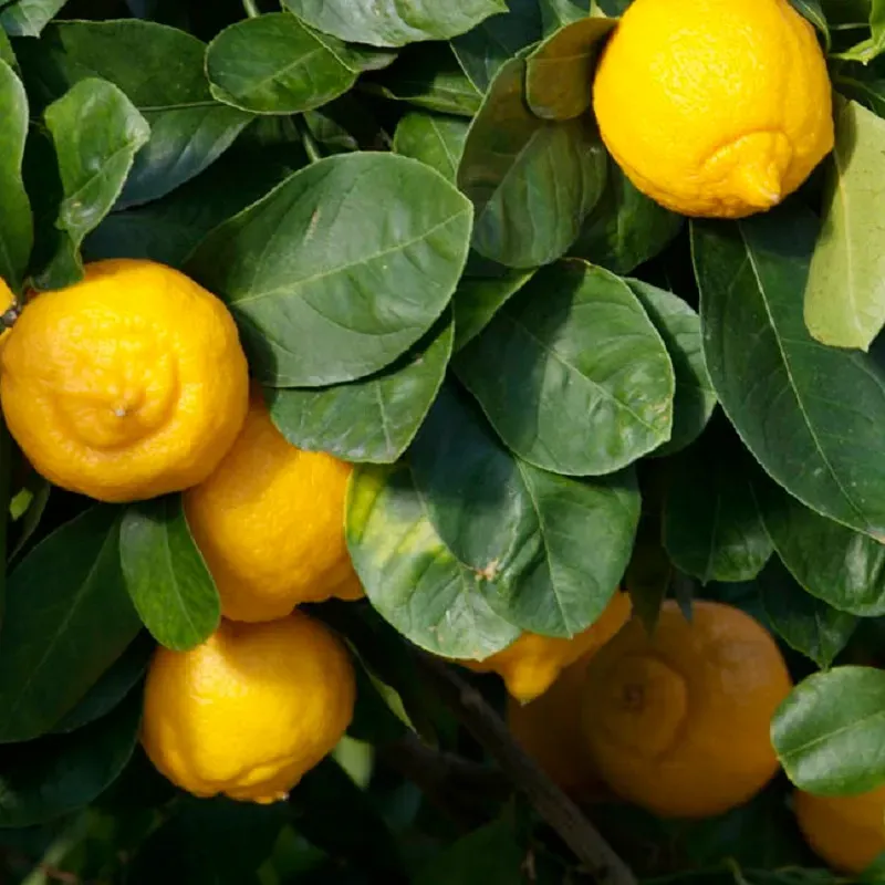 The Natural World Citrus limetta citrusplant zoete vrucht