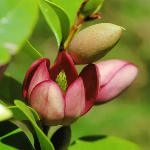The Natural World Michelia figo plant met bananengeur
