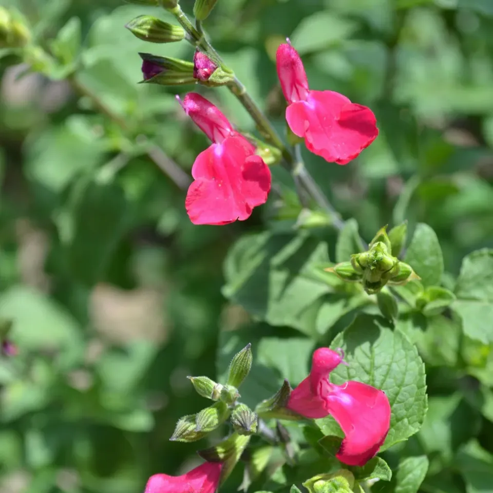 The Natural World Blackcurrant salieplant bessenaroma