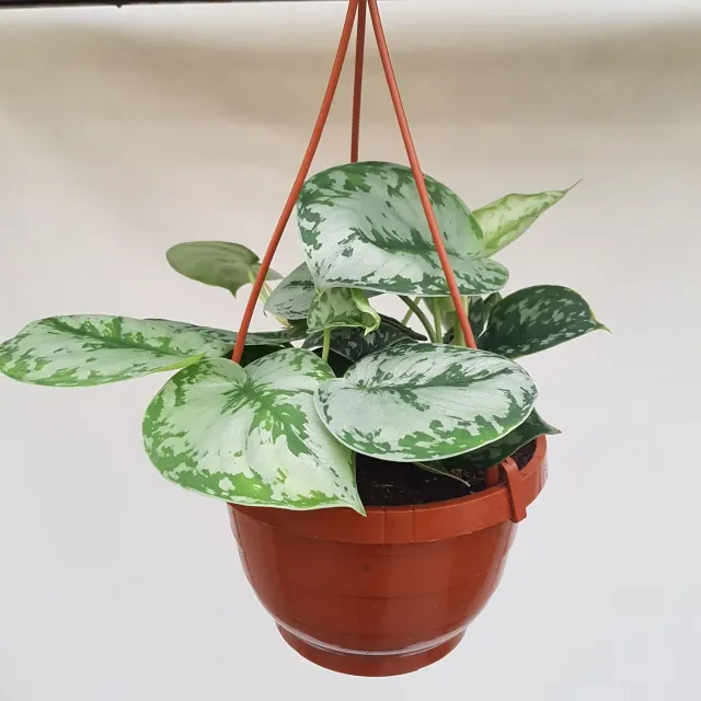 Tuincentrum Heerdink Scindapsus pictus Argyraeus 10 cm pot