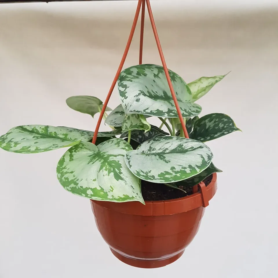 Tuincentrum Heerdink Scindapsus pictus Argyraeus 10 cm pot