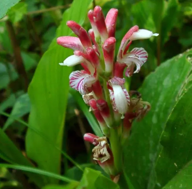 The Natural World Alpinia japonica plant P9 schaduw