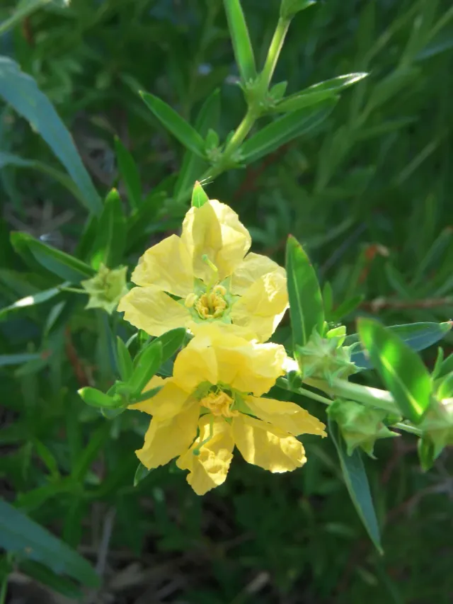 The Natural World Heimia salicifolia plant geelbloeiende struik