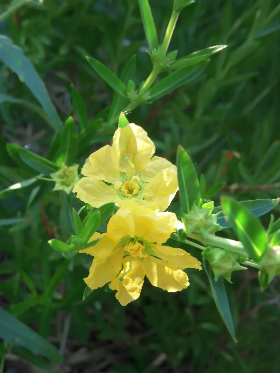 The Natural World Heimia salicifolia plant geelbloeiende struik