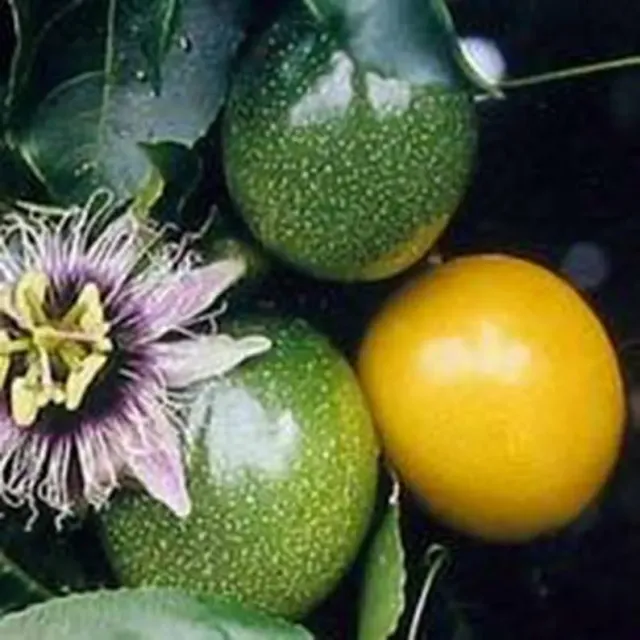 The Natural World gele maracuja plant