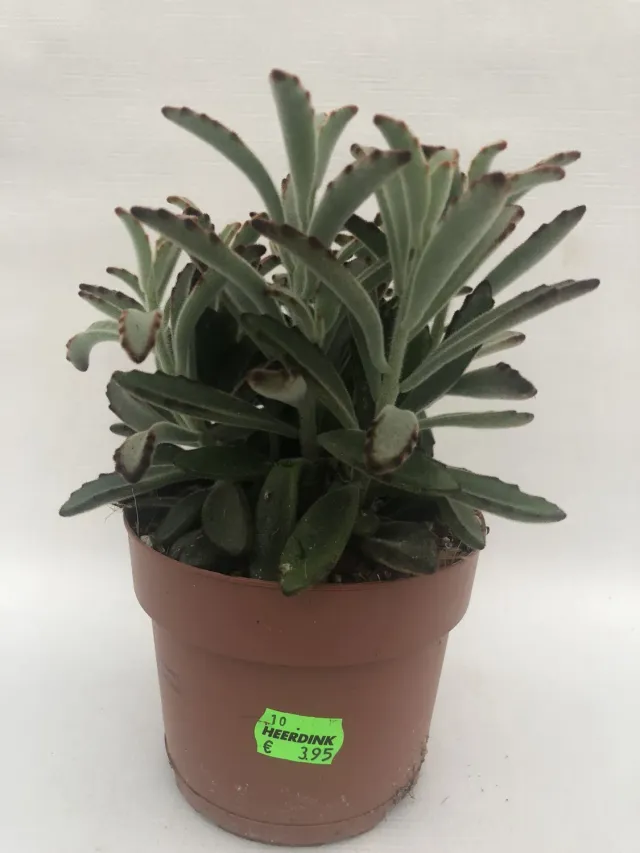 Tuincentrum Heerdink Kalanchoe tomentosa vetplant 20 cm