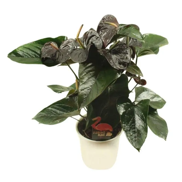 XL-Bloom YoungPlants XL.56 Jambo Black jonge plant eetbaar