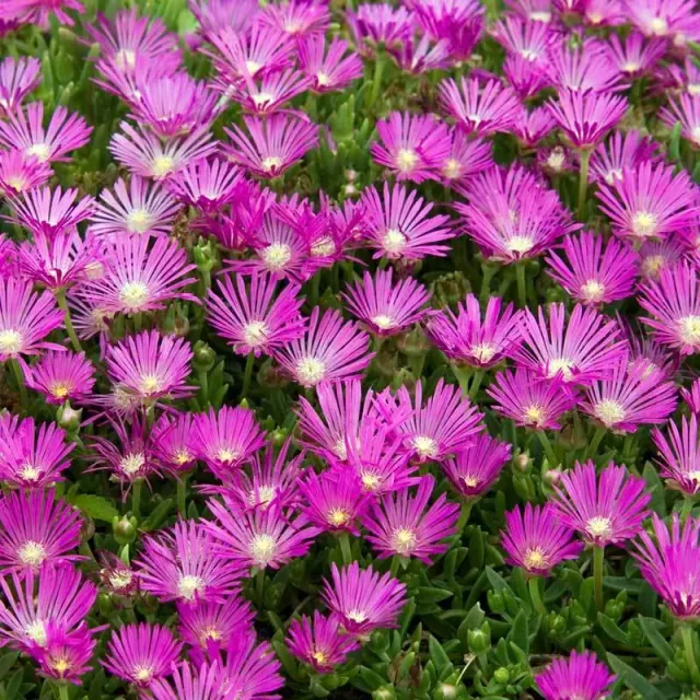 The Natural World Delosperma cooperi ijsbloem plant roze